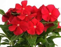 Vinca Catharanthus roseus Flower Seeds for Planting