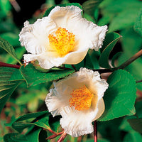 White Stewartia Flower seeds for Planting - Fragrant Blossoms, Heirloom & GMO Free Seeds for Home Garden