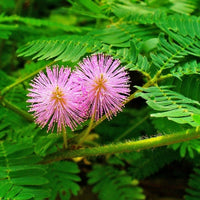 Lavender Mimosa Pudica Flower seeds for Planting - Easy to Grow, Heirloom & GMO Free Seeds for Home Garden