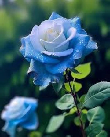 Dark Blue Rose Flower seeds for Planting Garden Favorite Heirloom & GMO Free Seeds for Home Garden
 
 Sale