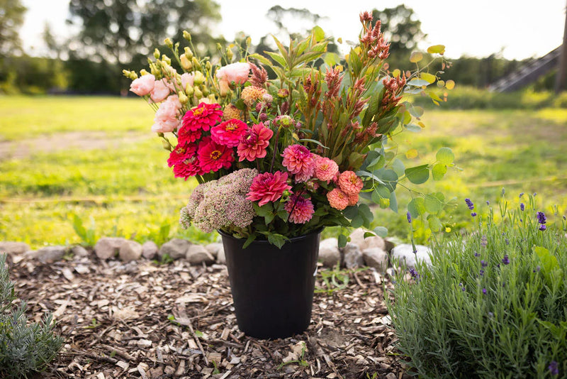 Bulk Beautiful Blooms Flower Seeds for Planting