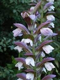 Acanthus Mollis Flower seeds for Planting Pollinator Friendly Heirloom & GMO Free Seeds for Home Garden 
 
 Sale for planting in home garden