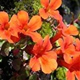 Orange Mimulus Flower seeds for Planting - Wildflower Mix, Heirloom & GMO Free Seeds for Home Garden
 
 Sale for planting in home garden.