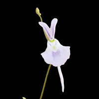Utricularia Sandersonii Flower Seeds for Planting 1 pcs