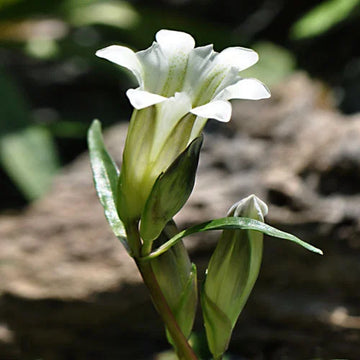 White Gentian Flower seeds for Planting Easy to Grow Heirloom & GMO Free Seeds for Home Garden