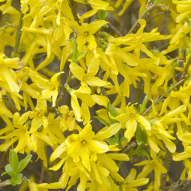 Yellow Forsythia Flower Seeds Planting Guide
