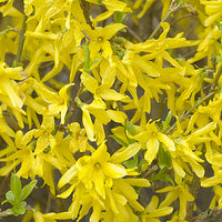Yellow Forsythia Flower Seeds Planting Guide