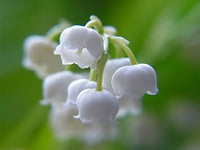 Bell Orchid Flower seeds for Planting - Shade Tolerant, Heirloom & GMO Free Seeds for Home Garden
 
 Sale seeds for home garden