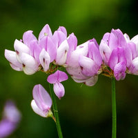 Violet Crown Vetch Flower seeds for Planting Long Bloom Season Heirloom & GMO Free Seeds for Home Garden 
 
 Sale