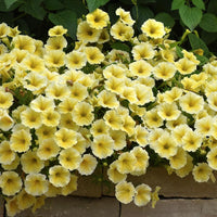 Sunrise Cascading Petunia Seeds Flower seeds for Planting Perfect for Borders Heirloom & GMO Free Seeds for Home Garden
