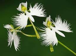 Dove Orchids Flower seeds for Planting Bright Blooms Heirloom & GMO Free Seeds for Home Garden 
 
 Sale for planting in home garden
