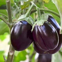 Ophelia Eggplant Vegetable Seeds for Planting