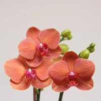 Orange Phalaenopsis Orchid Flower Seeds   Flower seeds for Planting Garden Favorite Heirloom & GMO Free Seeds for Home Garden