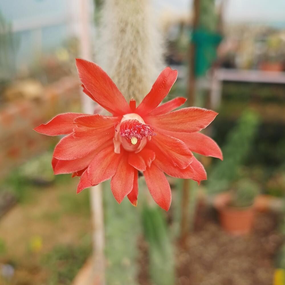 Hildewintera Colademononis Flower seeds for Planting - Pollinator Friendly, Heirloom & GMO Free Seeds for Home Garden