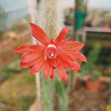 Hildewintera Colademononis Flower seeds for Planting - Pollinator Friendly, Heirloom & GMO Free Seeds for Home Garden