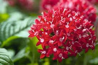 Heirloom Pentas Lanceolata Flower seeds for Planting Long Bloom Season Heirloom & GMO Free Seeds for Home Garden