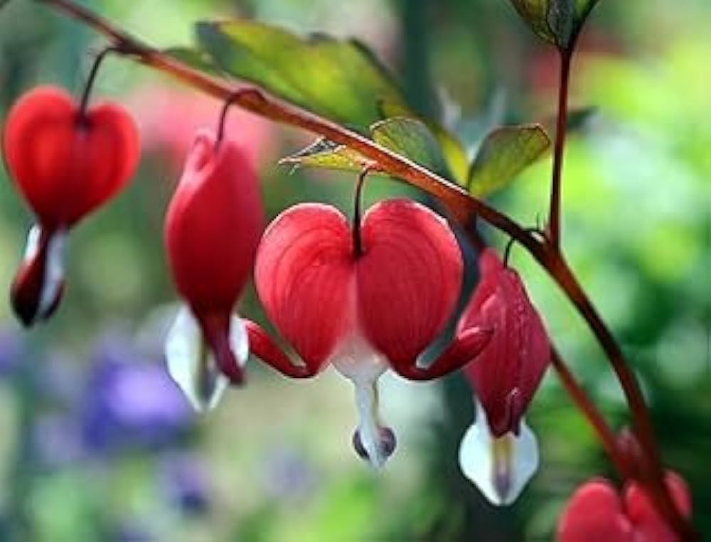 Calceolaria Semi Dicentra Spectabilis Fiore Raro