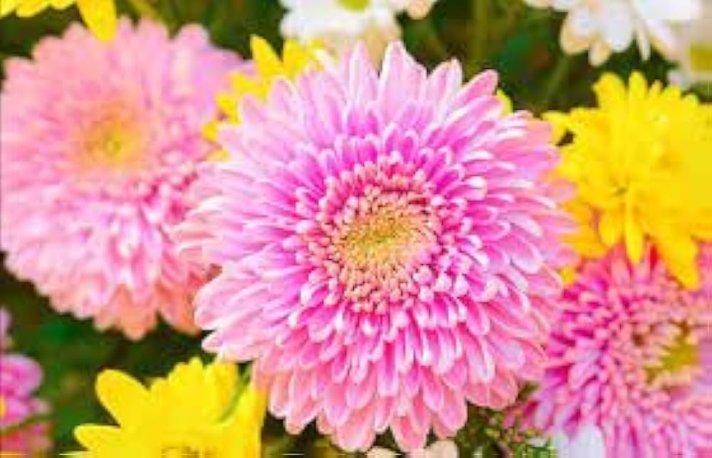 Chrysanthemum Yellow Purple Flower seeds for Planting - Easy to Grow, Heirloom & GMO Free Seeds for Home Garden