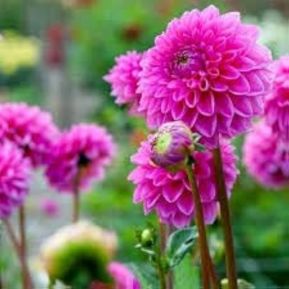 Dahlia Pink Flower Seeds for Planting  Vibrant Blooms for Your Garden
