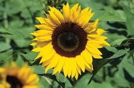 Asteraceae Flower seeds for Planting - Bright Blooms, Heirloom & GMO Free Seeds for Home Garden
 
 Sale for planting in home garden