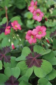 Oxalis Flower seeds for Planting - Fragrant Blossoms, Heirloom & GMO Free Seeds for Home Garden
 
 Sale seeds for home garden