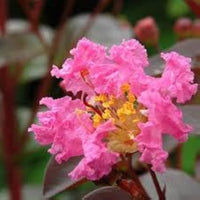 Myrtle Pink Flower Seeds for Planting  Vibrant Blooms for Your Garden
