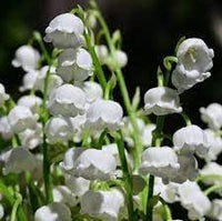 Heirloom Valley Flower seeds for Planting Drought Tolerant Heirloom & GMO Free Seeds for Home Garden 
 
 Sale for planting in home garden