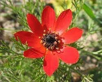 Adonis Flower seeds for Planting - Garden Favorite, Heirloom & GMO Free Seeds for Home Garden
 
 Sale for planting in home garden.