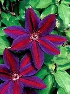 Red Purple Clematis Flower seeds for Planting - Low Maintenance, Heirloom & GMO Free Seeds for Home Garden
 
 Sale for planting in home garden.