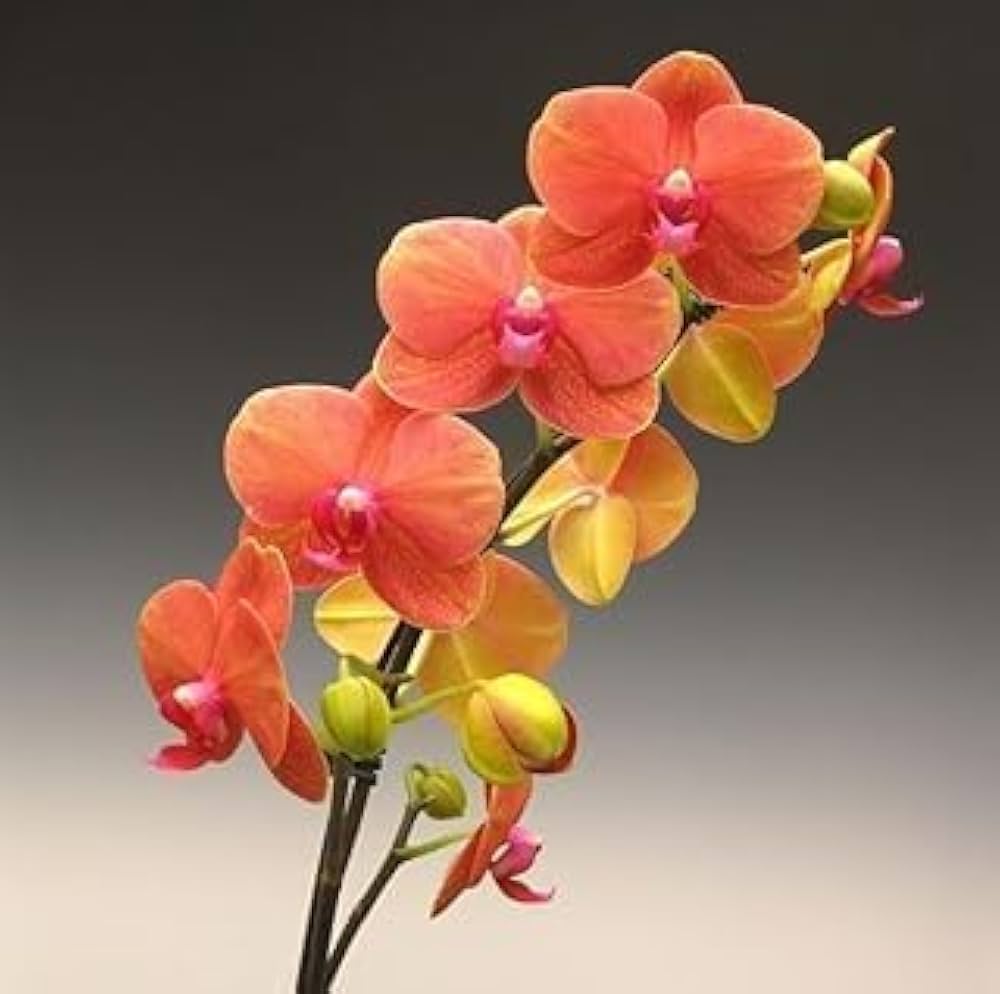 Deep Orange Phalaenopsis Orchid Flower Seeds for Planting Low Maintenance Heirloom & GMO Free Seeds for Home Garden
 
 Sale