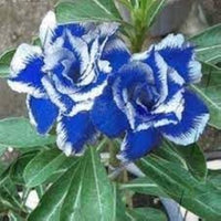 White Blue Adenium Obesum Seeds Flower seeds for Planting Colorful Display Heirloom & GMO Free Seeds for Home Garden