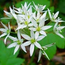 Ursinum Flower seeds for Planting - Fragrant Blossoms, Heirloom & GMO Free Seeds for Home Garden
 
 Sale seeds for home garden