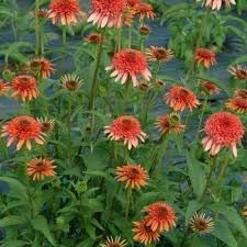 Echinacea Secret Lust Flower seeds for Planting Colorful Display Heirloom & GMO Free Seeds for Home Garden 
 
 Sale for planting in home garden