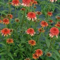 Echinacea Secret Lust Flower seeds for Planting Colorful Display Heirloom & GMO Free Seeds for Home Garden 
 
 Sale for planting in home garden