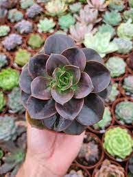 Black Green Succulent Flower Seeds for Planting – Heirloom NonGMO Hardy Garden Seeds for Home & Outdoor Pots
 
 Sale