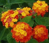 Wandelrose Flower seeds for Planting - Easy to Grow, Heirloom & GMO Free Seeds for Home Garden
 
 Sale seeds for planting in home garden