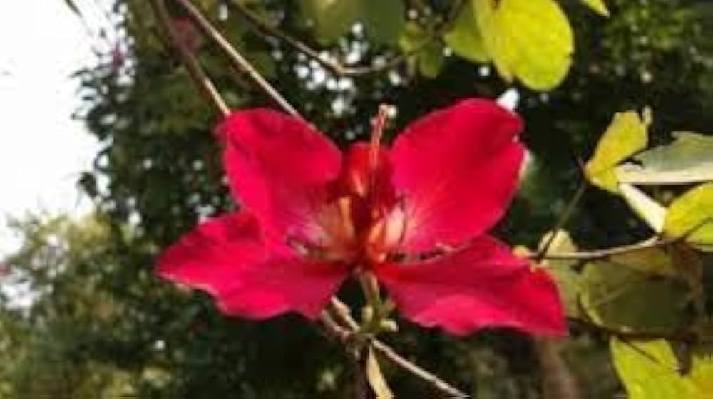 Red Bauhinia Flower seeds for Planting Drought Tolerant Heirloom & GMO Free Seeds for Home Garden