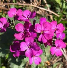 Lunaria Annua Flower seeds for Planting - Long Bloom Season, Heirloom & GMO Free Seeds for Home Garden
 
 Sale seeds for planting in home garden