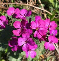 Lunaria Annua Flower seeds for Planting - Long Bloom Season, Heirloom & GMO Free Seeds for Home Garden
 
 Sale seeds for planting in home garden