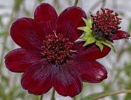 Cosmos Flower seeds for Planting Long Bloom Season Heirloom & GMO Free Seeds for Home Garden 
 
 Sale for planting in home garden