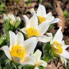 Pasque Flower seeds for Planting Garden Favorite Heirloom & GMO Free Seeds for Home Garden 
 
 Sale for planting in home garden