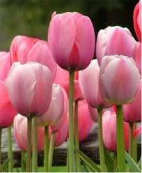 Pink White Tulip Flower Seeds for Planting – Bright Blooms Heirloom & NonGMO Seeds for Home Garden
 
 Sale