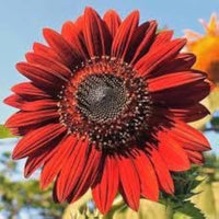 Velvet Queen Sunflower Helianthus annuus Seeds for Planting ornamental garden