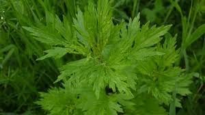 Blumea Flower seeds for Planting - Seasonal Bloomer, Heirloom & GMO Free Seeds for Home Garden
 
 Sale seeds for home garden