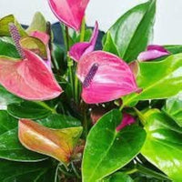 Mixed Anthurium Perennial Flower Seeds for Planting Fragrant Blossoms Heirloom & GMO Free Seeds for Home Garden
 
 Sale