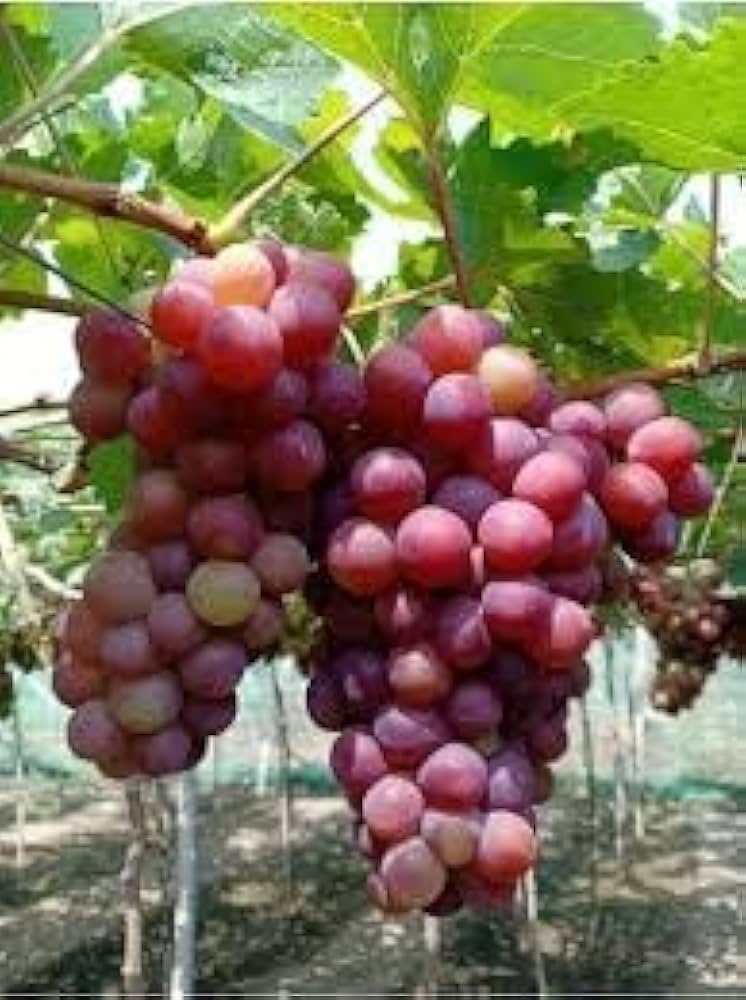 Uva Trepadoras Climbing Fruit Seeds for Planting: Grow Your Own Delicious Grapes