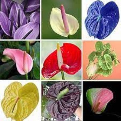 100 Pcs
