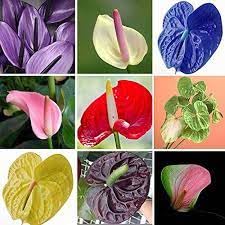 Multi Color Anthurium Flower Seeds for Planting Seasonal Bloomer Heirloom & GMO Free Seeds for Home Garden
 
 Sale