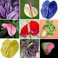 Multi Color Anthurium Flower Seeds for Planting Seasonal Bloomer Heirloom & GMO Free Seeds for Home Garden
 
 Sale