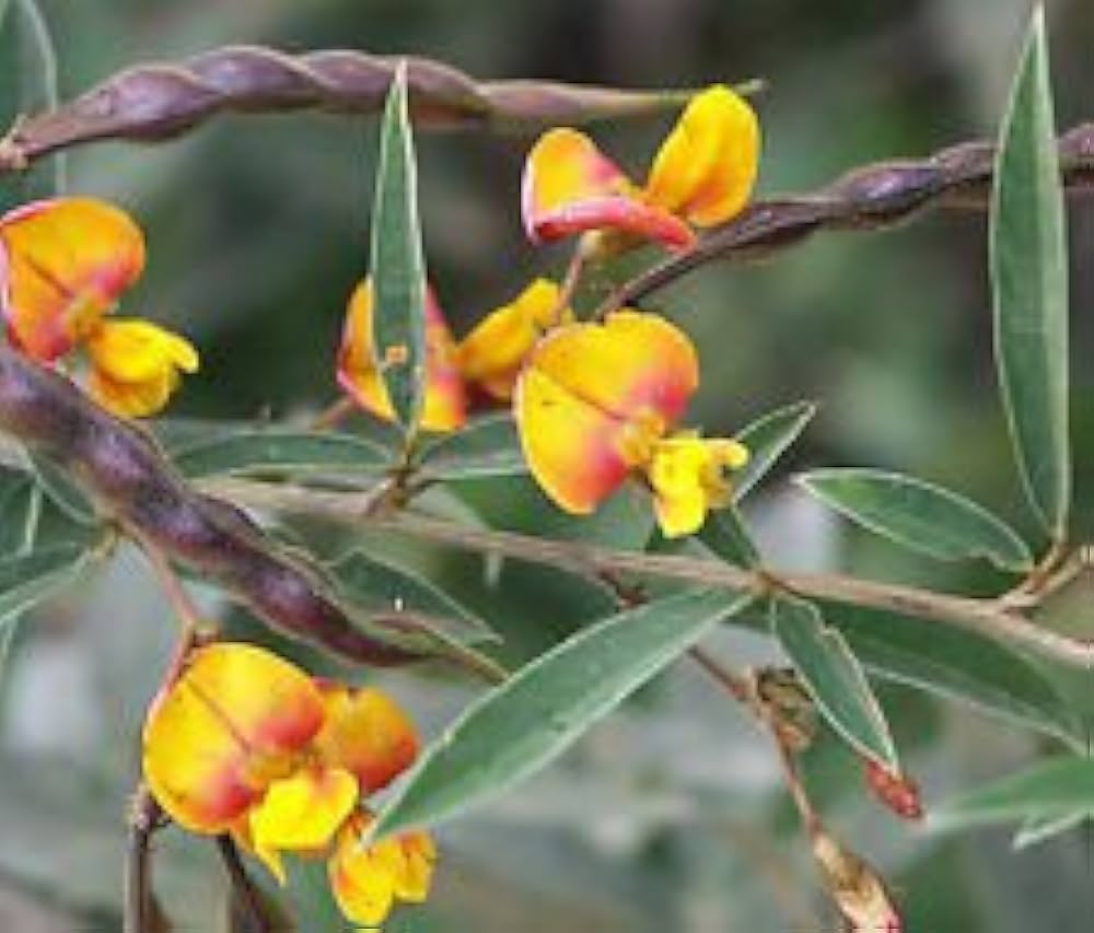 Yellow Cajanus Cajan Flower seeds for Planting - Low Maintenance, Heirloom & GMO Free Seeds for Home Garden
 
 Sale for planting in home garden.
